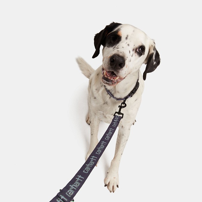 Ошейник и поводок для собак Carhartt WIP Script Dog Leash & Collar